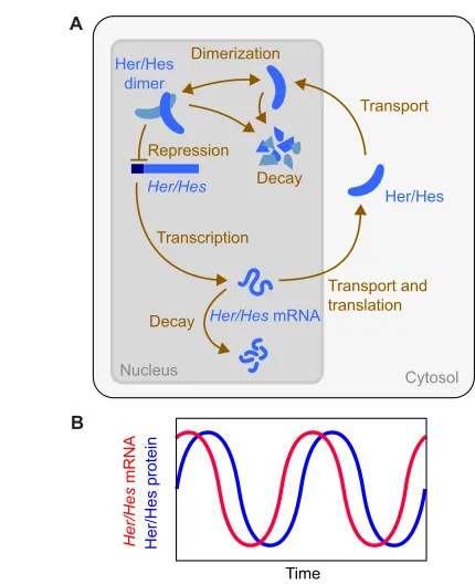 Fig. 4. Single cell genetic oscillators. (A)Schematic of a single-celloscillator in which gene products repress gene activity