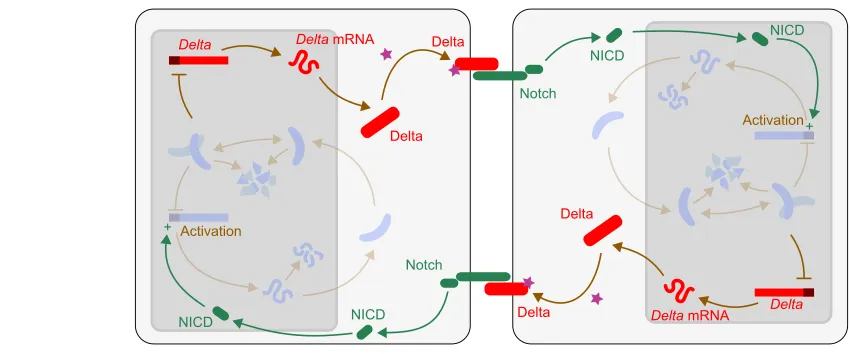 Fig. 5. Local synchronization through intercellular communication in the segmentation clock