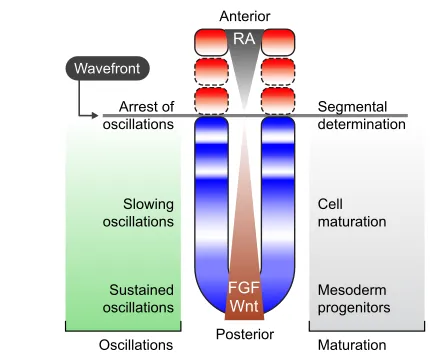 Fig. 6. Global gradients control slowing and arrest of oscillatingcells. An elongating vertebrate axis showing cyclic gene expressionpatterns in blue/white and arrested segments (dashed boundaries) andsomites (solid boundaries) in red/white