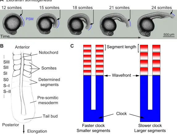 Fig. 1. Anatomy of the rhythmic and sequentialsegmentation process.segmenting vertebrate embryo