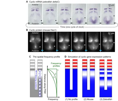 Fig. 2. Traveling waves of gene expression in the PSM. (of a clock. The slowing of oscillators from posterior to anterior as they approach the arrest front is described by a spatial profile of their frequency.(sudden arrest (no profile), rapid slowing (mou