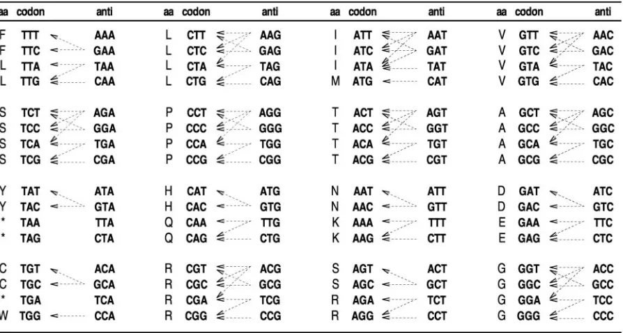 Table 1. Formulas for calculating Ws according to Crick’s wobble rules (26)