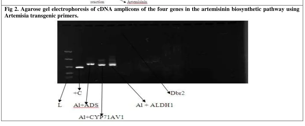 Fig 2. Agarose gel electrophoresis of cDNA amplicons of the four genes in the artemisinin biosynthetic pathway using  Artemisia transgenic primers