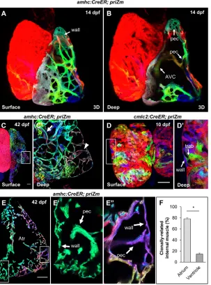 Fig. 2. Atrial pectinate branches directly from wallcardiomyocytes.CreER; priZmhemi-section obscured to show interior structures (B)