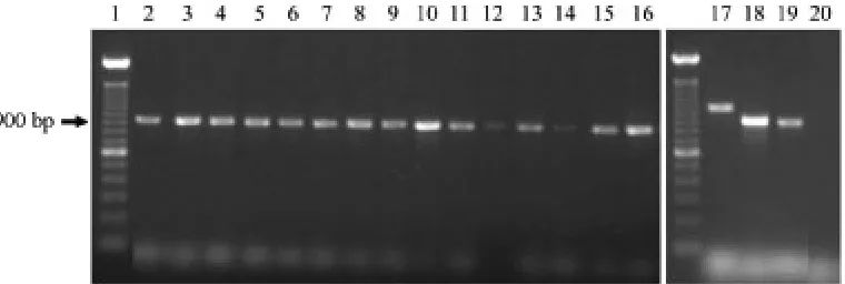 Fig. 1. Agarose gel showing amplification of 18S rDNA of Acanthamoeba species in the order as presented in Table I