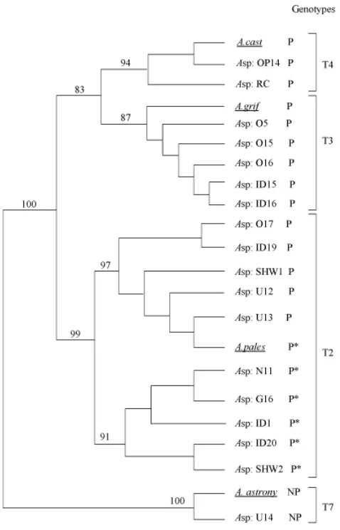 Fig. 2. Phylogenetic analysis based on 18S rDNA sequence. P –potential pathogen, NP – non-pathogen and P* – weak potentialpathogens