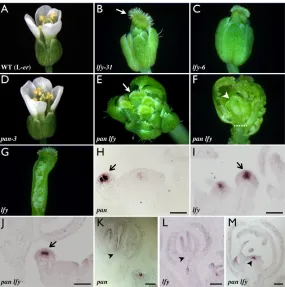 Table 1. Identities and numbers of organs in lfy and pan mutant flowers*