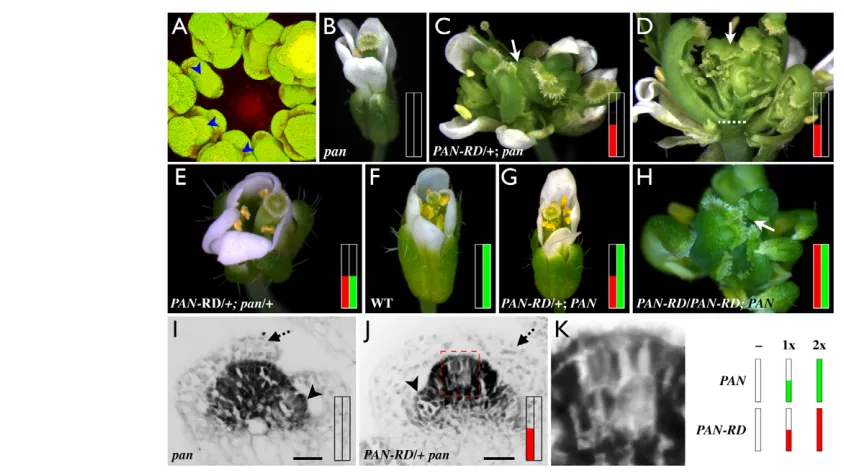 Fig. 2. A dominant-negative PANAG(I) or presenting strong indeterminacy defects, similar to harboring one copy of carpels (arrow) and severe floral indeterminacy