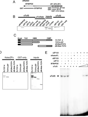 Fig. 1. Kaiso ZF1-3 interacts directly with theHMG domain of TCF factors. DNA-binding site (TCF bs-oligo) in the absence andpresence of GST fusions with ZF1-3 of xKaiso, full-length xKaiso or ZF1-3 of dKaiso