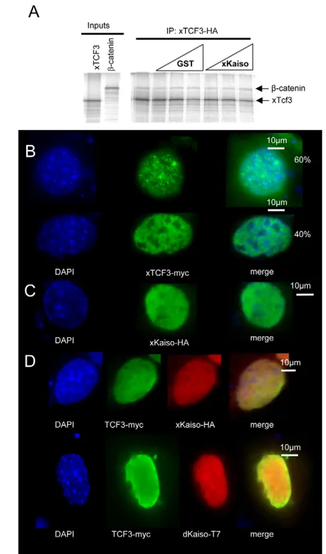 Fig. 2. Kaiso does not affect βmyc-xTcf3 either exhibits staining at nuclear foci (60% of cells) orhomogenous nuclear staining (40%)
