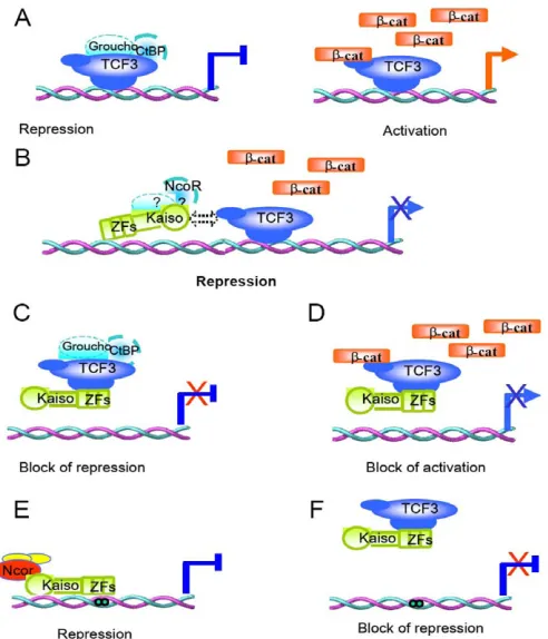 Fig. 4. Models for mutual interference of DNA-binding functionsby Kaiso and TCF3. (A) A schematic representation of β-catenin-dependent activation of TCF3 target genes