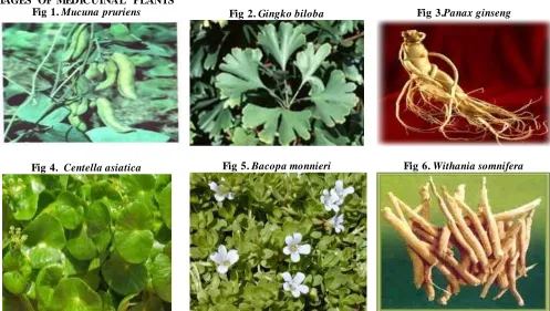 Fig 3.Panax ginseng 