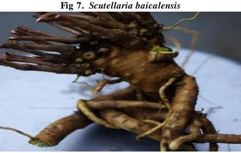 Fig 7.  Scutellaria baicalensis 