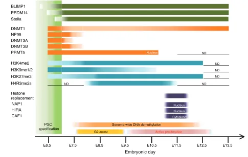 Fig. 3. A summary of epigenetic reprogramming in mouse primordial germ cells. A summary of the temporal expression patterns of keyHIRA, histone cell cycle regulation defective homolog A; NP95 (UHRF1), ubiquitin-like, containing PHD and RING finger domains 