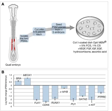 Fig. 1. Culture system and molecular