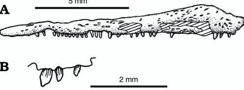 Fig. 9. Amphibamidae incertae sedis.a right maxilla, syntype of “Republic. NMP M474 (Fritsch Orig