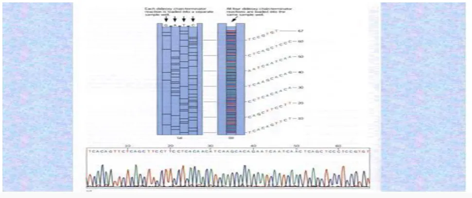 Fig 10. Maxam–Gilbert sequencing  