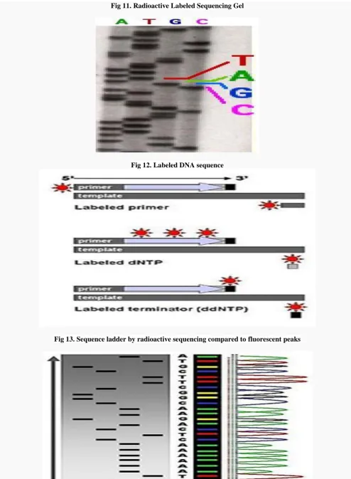Fig 13. Sequence ladder by radioactive sequencing compared to fluorescent peaks   