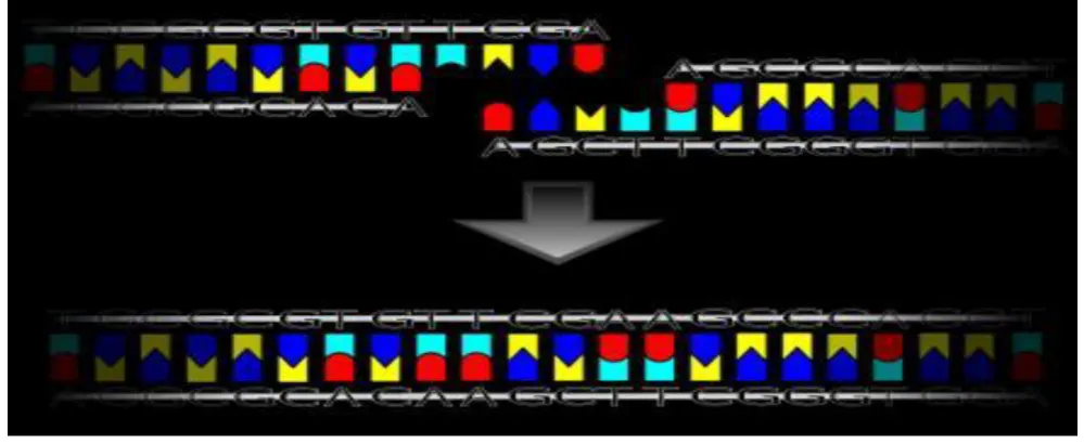 Fig 14.  DNA ligase  
