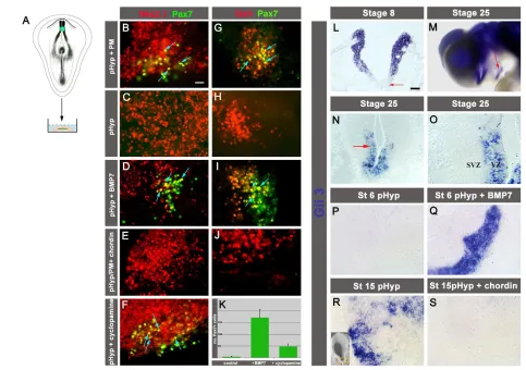 Fig. 2. Bmp7 upregulates Gli3 and specifies Pax7+ basal progenitors. (on pHyp explants cultured alone, with Bmp7 or with cyclopamine