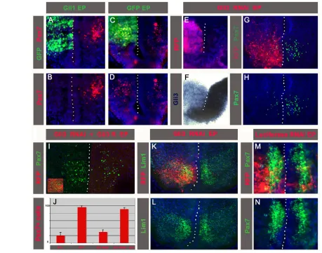 Fig. 3. Antagonistic actions of GliA and GliR regulate Pax7 expression. (A-I;K-N) Transverse section through hypothalamus of chickselectroporated at stage 10-12 and developed until stage 25-30