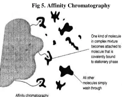 Fig 5. Affinity Chromatography 