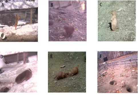 Figure 3. Sample behaviors observed through camera trap photos taken from 2014-2015. A) Jump yip B) Chasing C) Sentry/Alert D) Face off E) Kiss F) Tail spread.