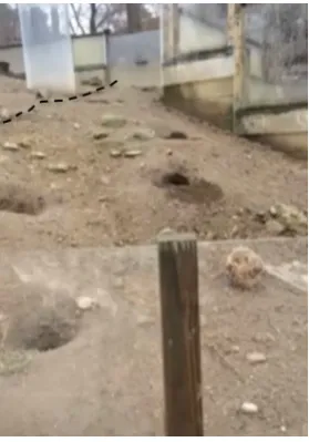 Figure 4. Propylene glycol fog emerging from a connected burrow. Propylene glycol vapor was pumped into a single burrow entrance and then all other burrows were monitored for emerging fog