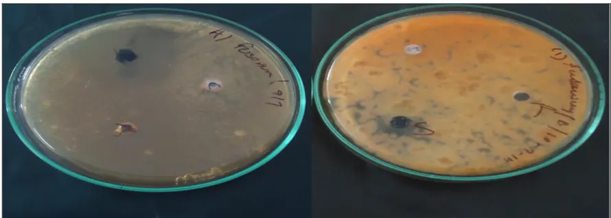FIG. 3:  TEST DISKS PRESENTING SENSITIVITY OF COMPLEXES AGAINST  PSEUDOMONAS AERUGINOSA  