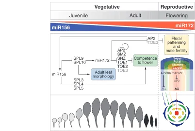 Fig. 3. Regulation of phase change in ArabidopsisIncreased levels of miR172 result in the downregulation of six AP2-like transcription factors that normally repress flowering