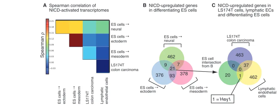 Fig. 3. Diversity in Notch ICD-induced transcriptomes. A comparison of genes upregulated by Notch1 ICD overexpression in different cell types