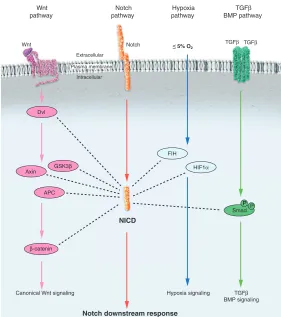 Fig. 4. Cross-talk between the Notch pathway and othersignaling pathways. Key intracellular mediators of the Wnt,TGF/BMP and hypoxia pathways are depicted