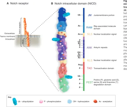 Fig. 2. Notch ICD: domainstructure and post-translational modifications.
