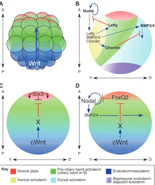 Fig. 2. Signals that specify cell fate along the sea urchindevelopmental axes.axis, beginning with Nodal, which specifies ventral ectoderm