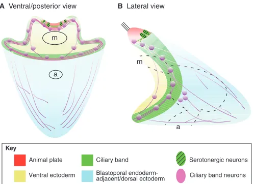 Fig. 3. The structure of neuroectodermal territories.Ventral/posterior (A) and lateral (B) views of a three-day old sea urchinlarva