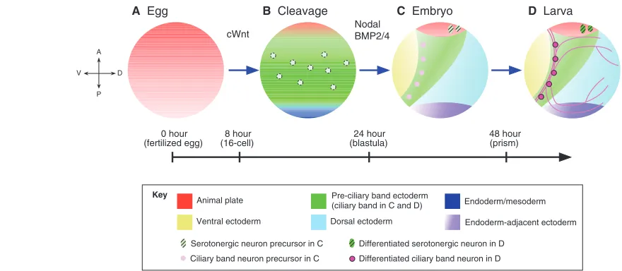 Fig. 4. A four-step model for specification and organization of the sea urchin embryo nervous system