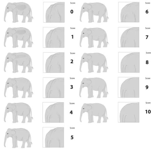 Figure 2. Example drawings used for body condition scoring of Asian elephants (Elephas maximus) (drawings by Jeanne Peter)