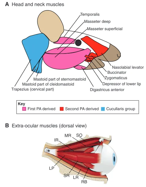 Fig. 1. Head and neck muscles. (A)Schematic of the vertebrate headmuscles discussed in this review, showing the different facial muscles(red), which arise from the second pharyngeal arch (PA), and jawmuscles (pink), which derive from the first PA