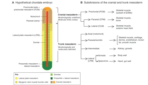 Fig. 2. Subdivisions of the cranial mesoderm. (cranial lateral mesoderm (CLM), based on fate mapping and gene expression data