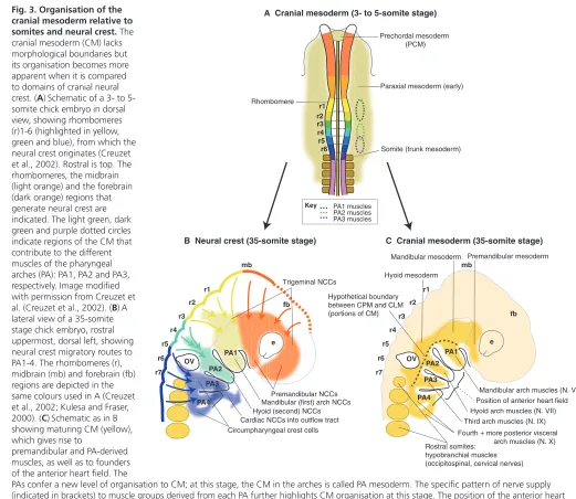 Fig. 3. Organisation of the