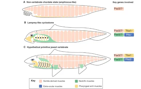 Fig. 4. Hypothetical evolutionary scheme of different muscle groups in chordates. Schematic of muscle and gene evolution in (amphioxus-like chordate ancestor; (with permission from Kusakabe and Kuratani (Kusakabe and Kuratani, 2005)