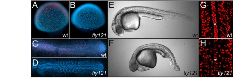 Fig. 1. tiy12114-somite stage. Asterisks label the notochord. BrdU was injected into the yolk at the 8-somite stage