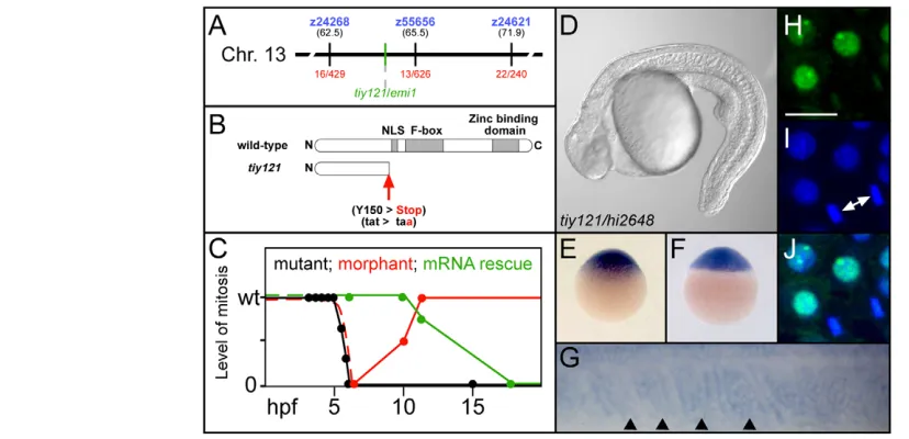 Fig. 2. tiy121localization signal. (Scale bar in H: 20  is an emi1 mutant. (A) The chromosomal location of tiy121/emi1