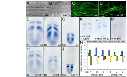 Fig. 3. Cell cycle progression is necessary for somitogenesis but not segmentation clock function