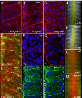 Fig. 4. Cell cycle inhibition leads to somitehyperepithelialization. (A-C) Integrin α5-GFP (red) labels