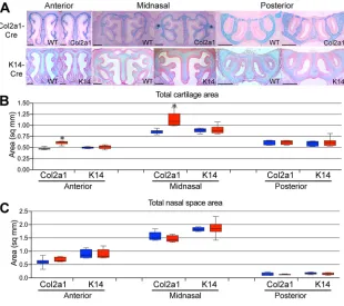 Fig. 4. Early fusion of the frontomaxillary suture in Apert Fgfr2(F,H) Small cartilages external to the paries nasi in WT (F) and Apert(E,G) Alcian Blue/Eosin-stained sections near-adjacent to the sections shown in A-D