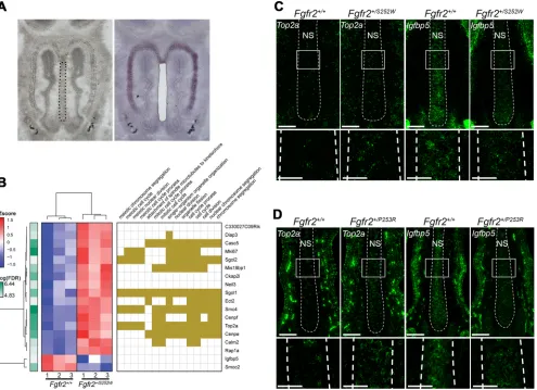 Fig. 6. Differential gene expression at E14.5 in Apert Fgfr2nasal septum outlined (left) and a nearby Cresyl Violet-stained section after LCM (right)