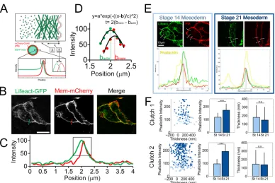 Fig. 5. F-actin cortex thickness is unchanged during neurulation. (A) Schematic from Clark et al