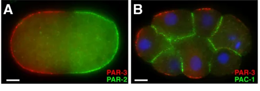 Fig. 2. PAR-3 and its inhibitors in the C. elegansin blastomeres of an 8-cell DAPI (blue)