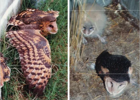 Table 2. Laying and hatching dates and incubation period for the first clutch of eggs produced by a grass owl at Perth Zoo in 1997, and the first of three clutches produced in 1998.